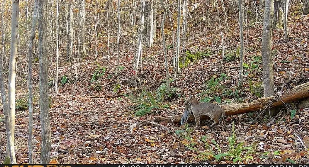 217 Acres Highway 1675 Somerset KY 42501