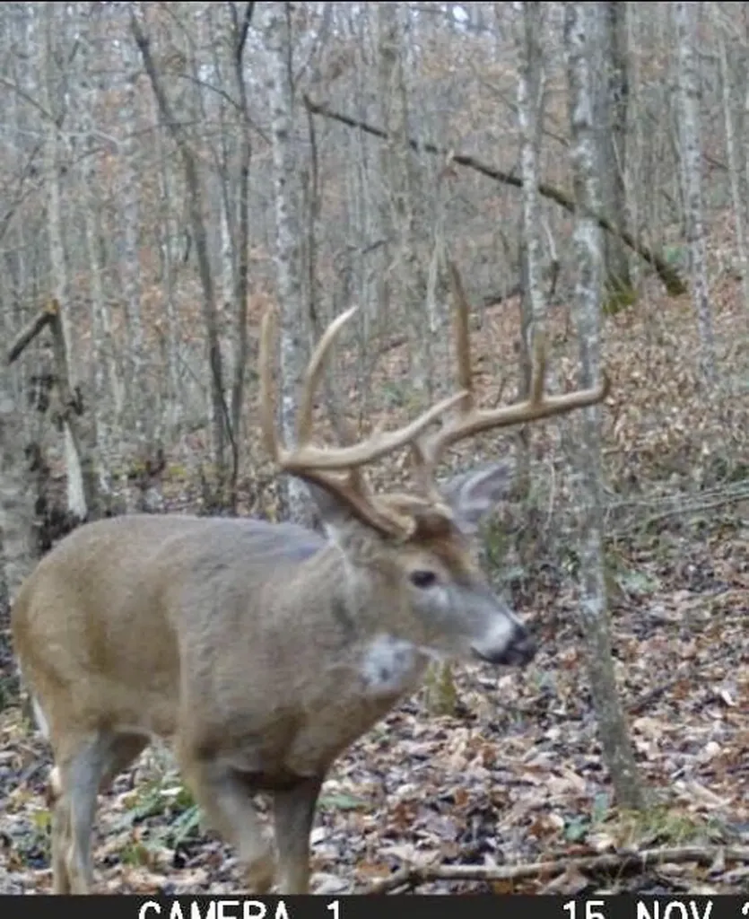 217 Acres Highway 1675 Somerset KY 42501