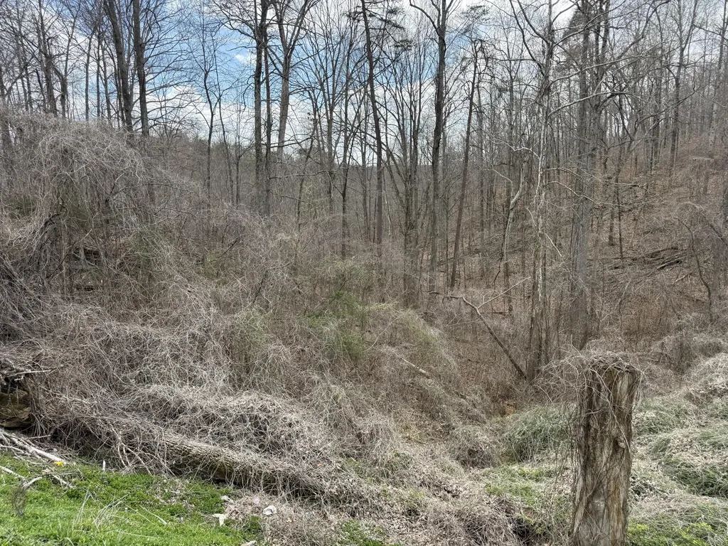 Lot 1 Phase 2 Stearns Hollow Road Monticello KY 42633