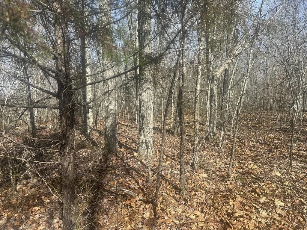 10 Ac Old Beaty Pvt Road Strunk KY 42649
