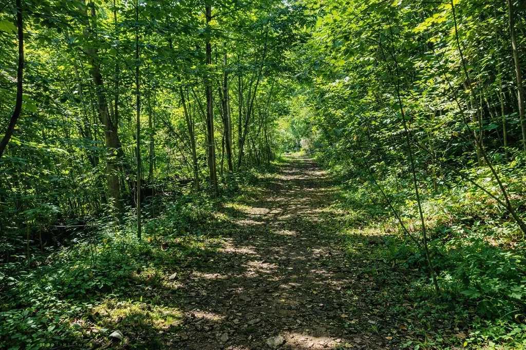 20 Tan Trough Hollow Road Evarts KY 40828