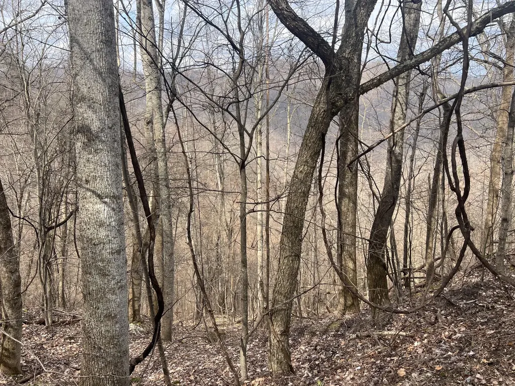 1470 Hopkins Fork Pikeville KY 41501