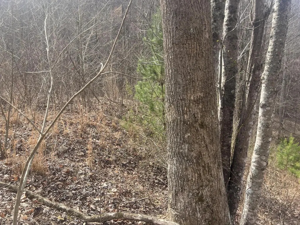 1470 Hopkins Fork Pikeville KY 41501