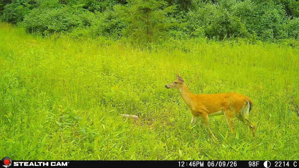 2214A State Highway 2033 Louisa KY 41230