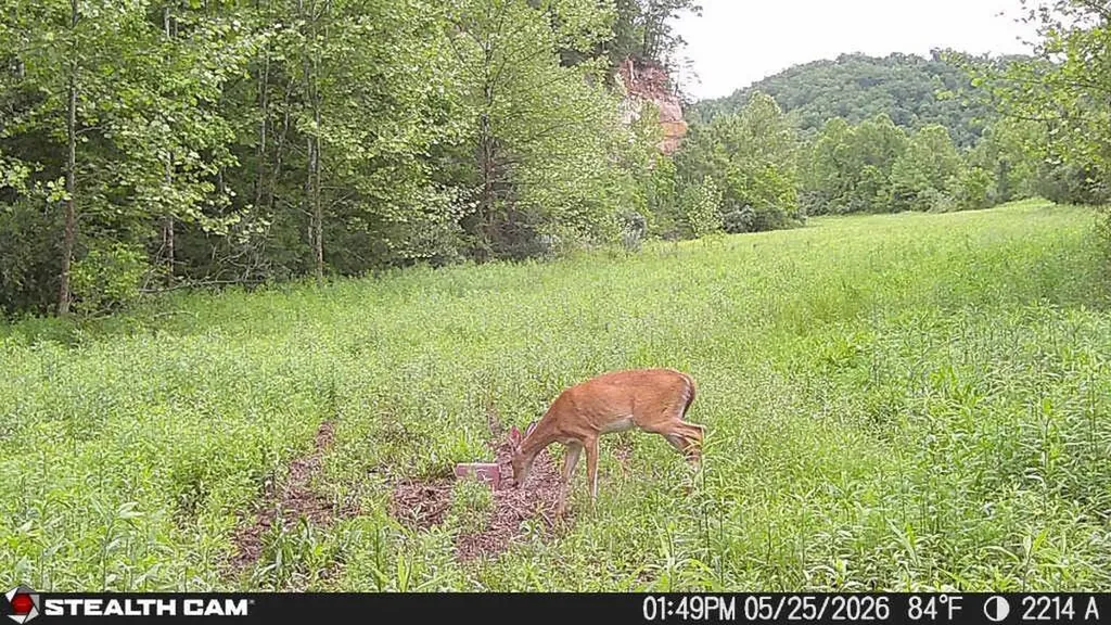 2214A State Highway 2033 Louisa KY 41230