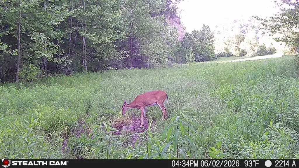 2214A State Highway 2033 Louisa KY 41230