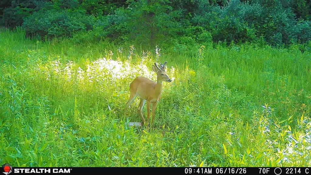 2214A State Highway 2033 Louisa KY 41230
