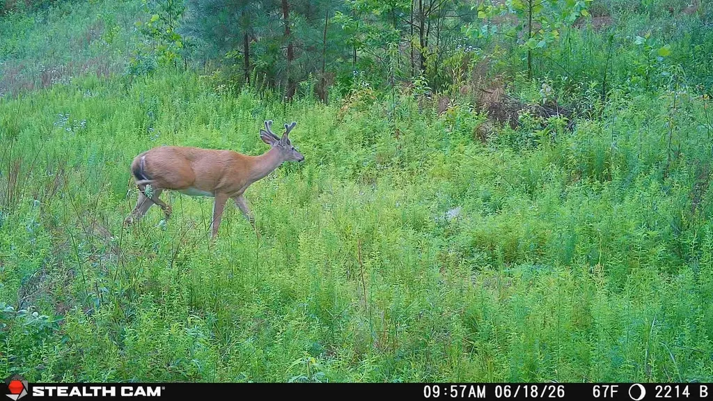 2214A State Highway 2033 Louisa KY 41230