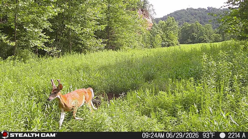 2214A State Highway 2033 Louisa KY 41230