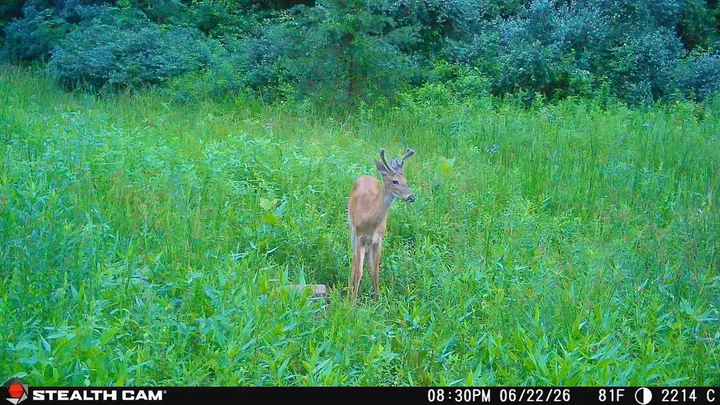 2214A State Highway 2033 Louisa KY 41230