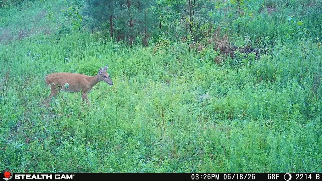 2214A State Highway 2033 Louisa KY 41230