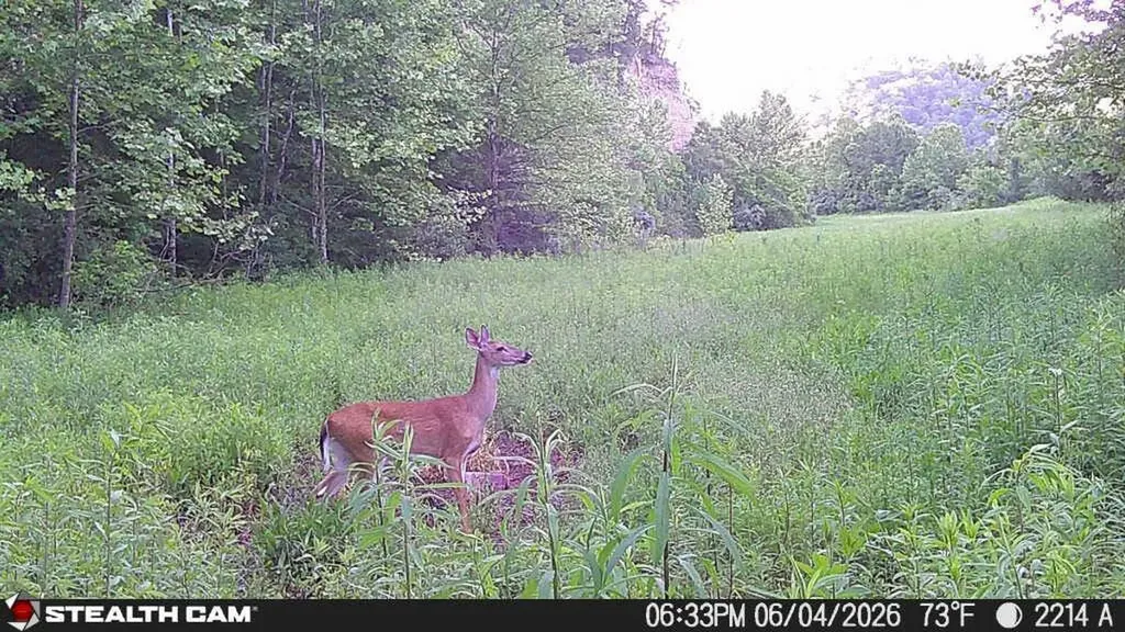 2214A State Highway 2033 Louisa KY 41230