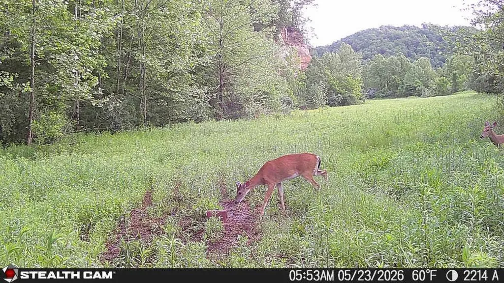 2214A State Highway 2033 Louisa KY 41230