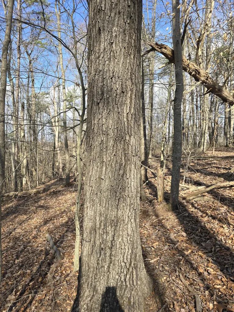 Tract 2 Maple Grove Road Orlando KY 40460