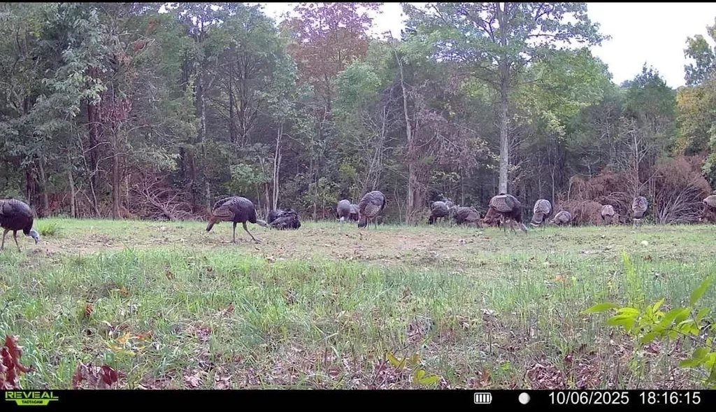 00 Fork Lick Road Corinth KY 41010