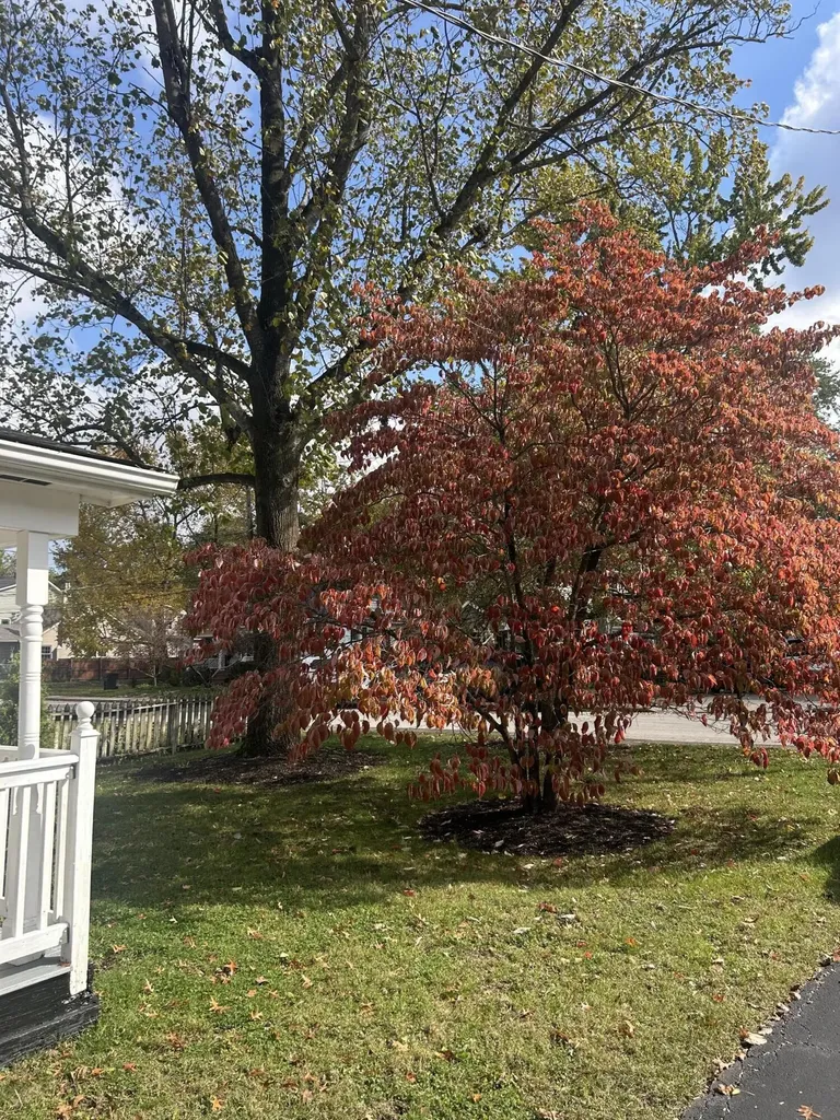315 Preston Avenue Lexington KY 40502