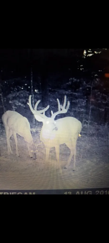 0 Lick Fork Road Sandy Hook KY 41171