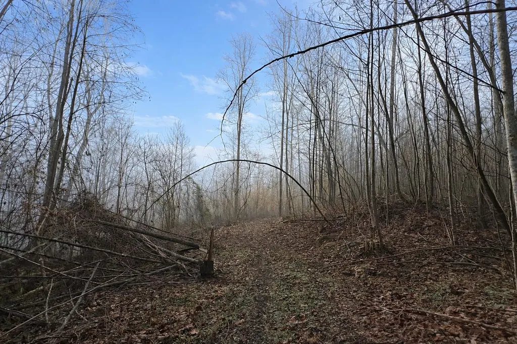 Lot 1 Lower Turkey Creek Road Monticello KY 42633