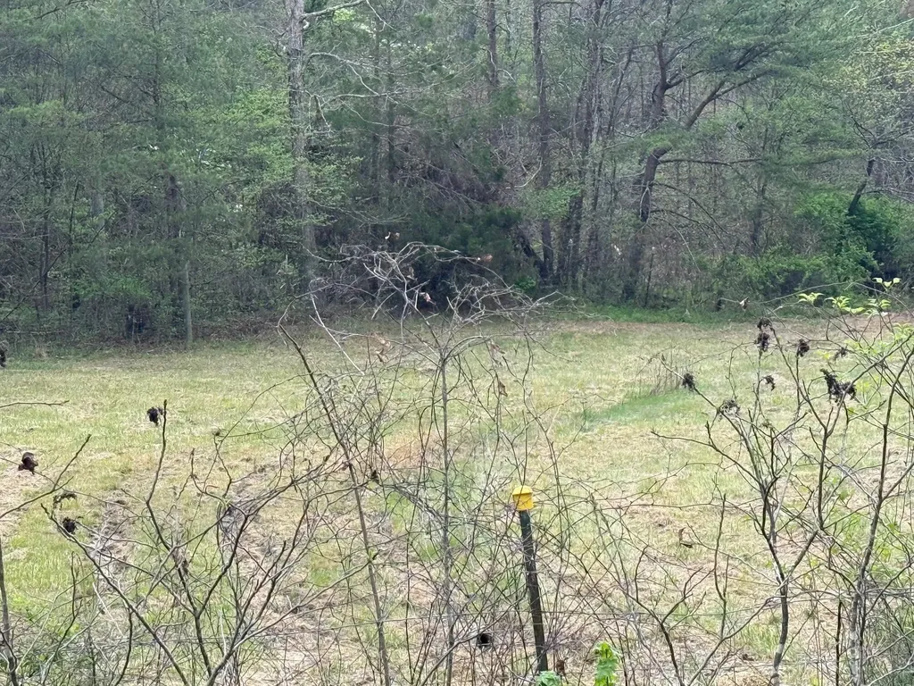 Tract 3 Deer Valley Road Berea KY 40403