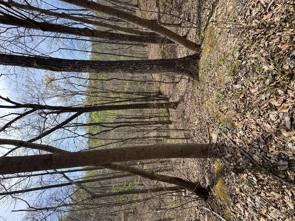 1 Callebs Creek Road Hinkle KY 40953