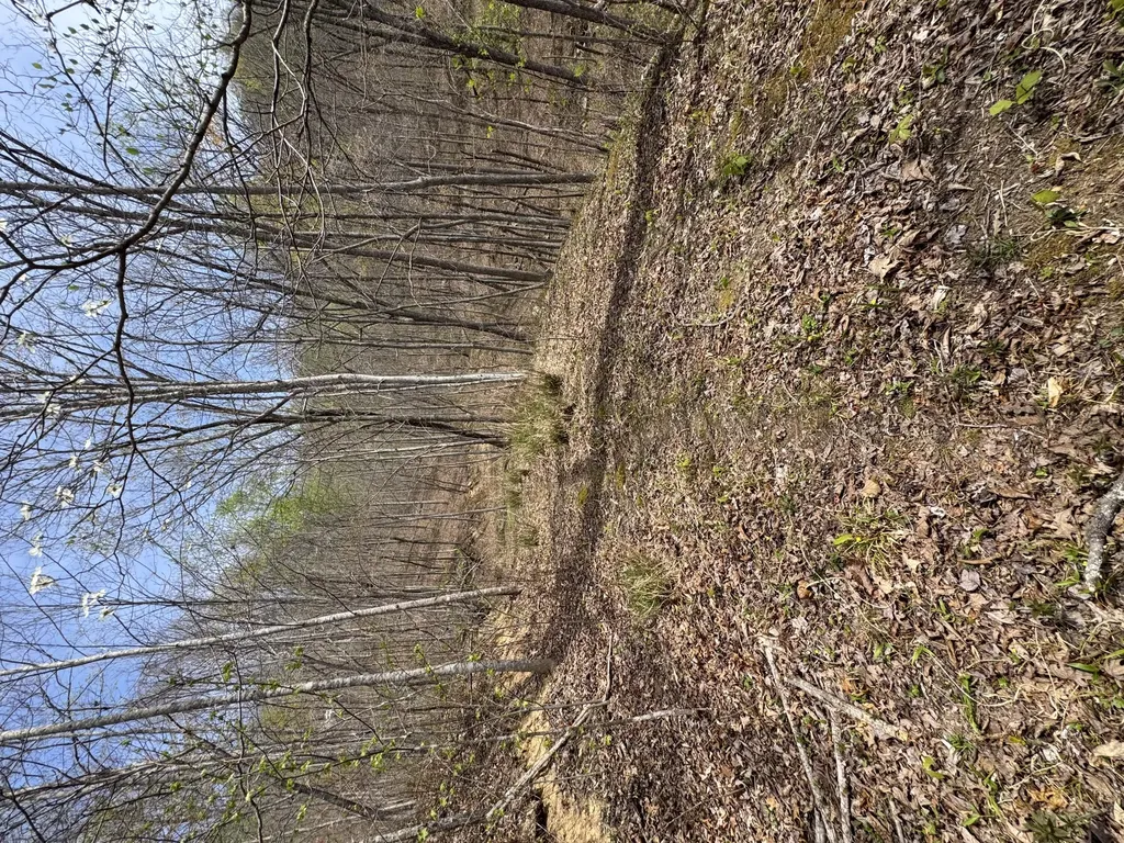 1 Callebs Creek Road Hinkle KY 40953