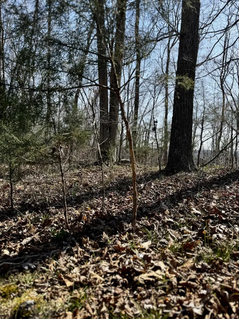400 D Wilson Road Knifley KY 42753