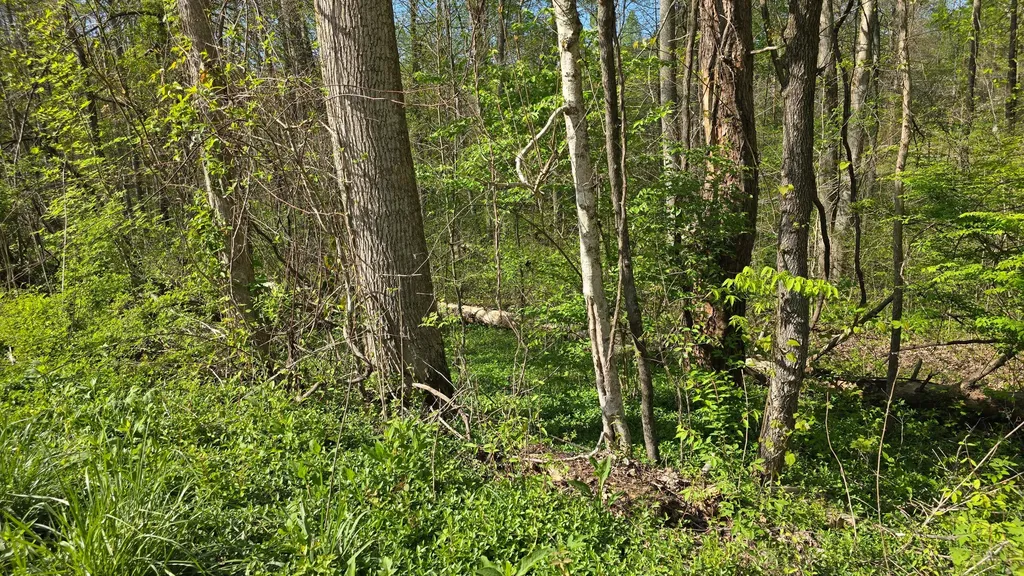 Lots 29, 30 Suncrest Drive Somerset KY 42501