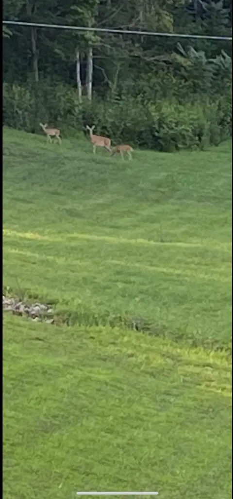 1538 May Hollow Road Tollesboro KY 41189