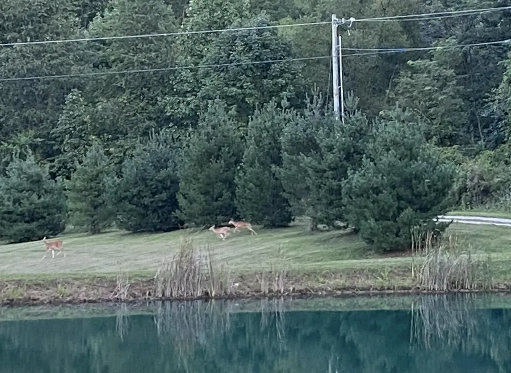1538 May Hollow Road Tollesboro KY 41189