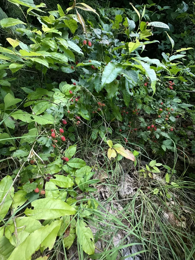 1030 Nada Tunnel Road Stanton KY 40380