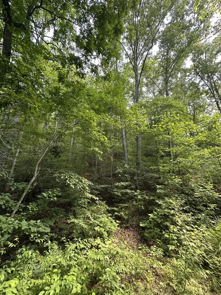 1030 Nada Tunnel Road Stanton KY 40380