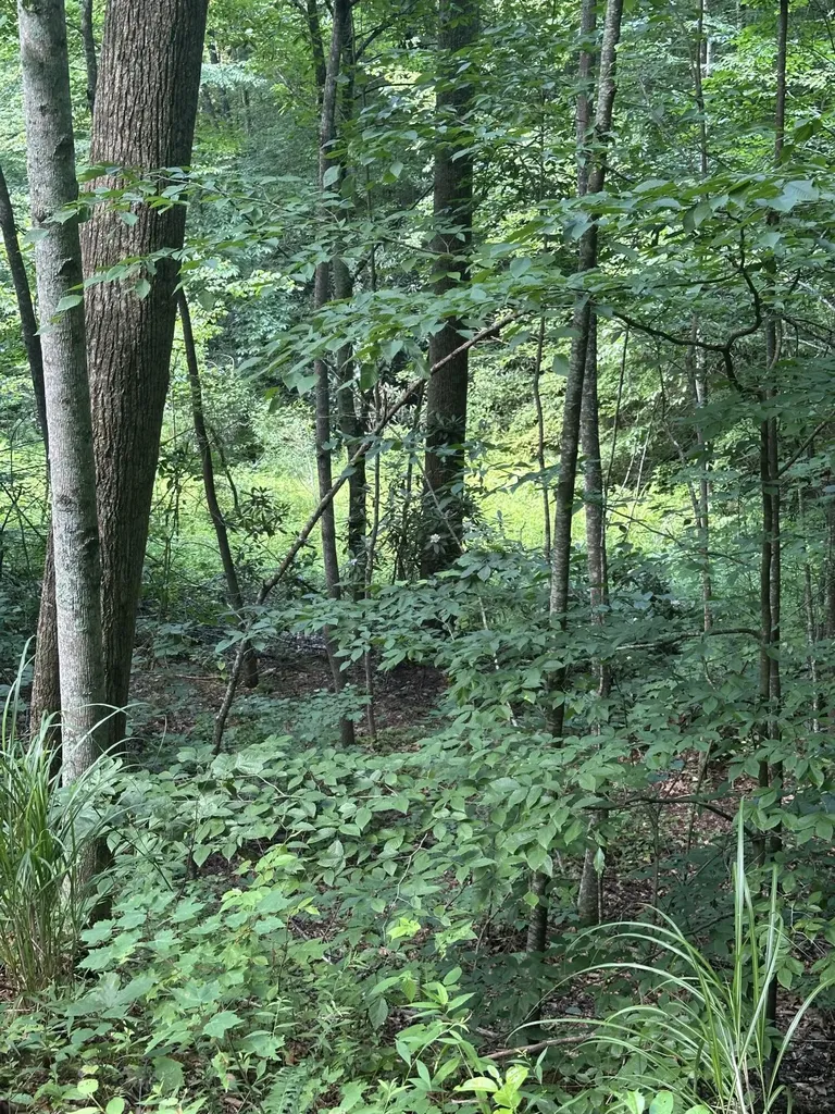 1030 Nada Tunnel Road Stanton KY 40380