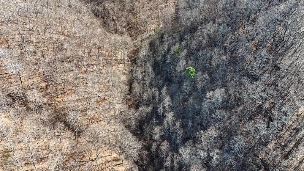 9999 Turkey Hollow Road Oneida KY 40972