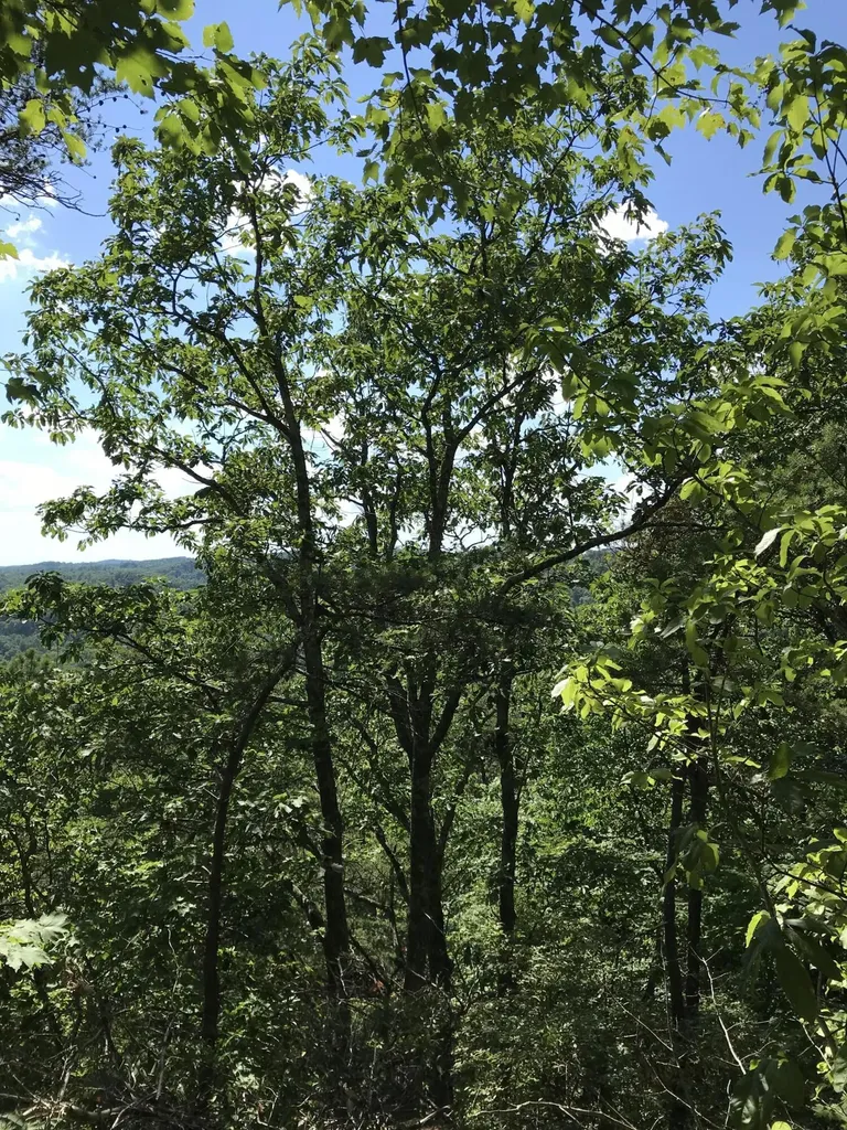 0 South Fork Stanton KY 40380