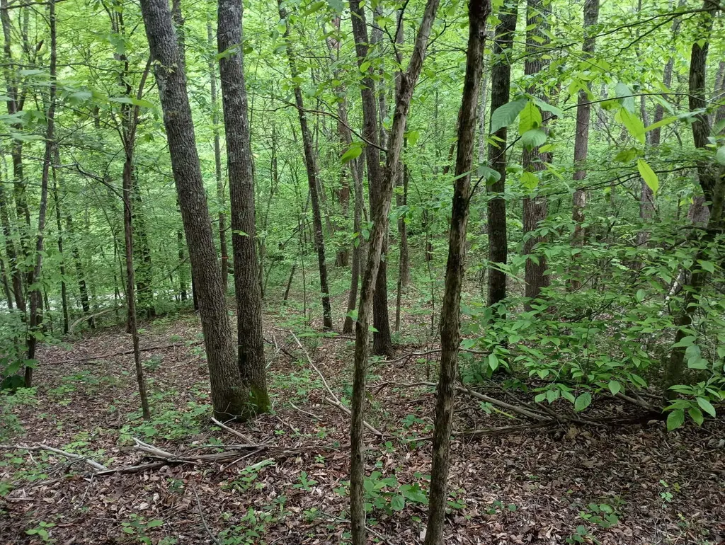 0 Middle Rains Cemetery Road Williamsburg KY 40769