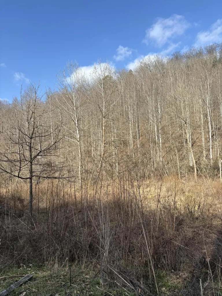 1610 Brices Creek Road Flat Lick KY 40935