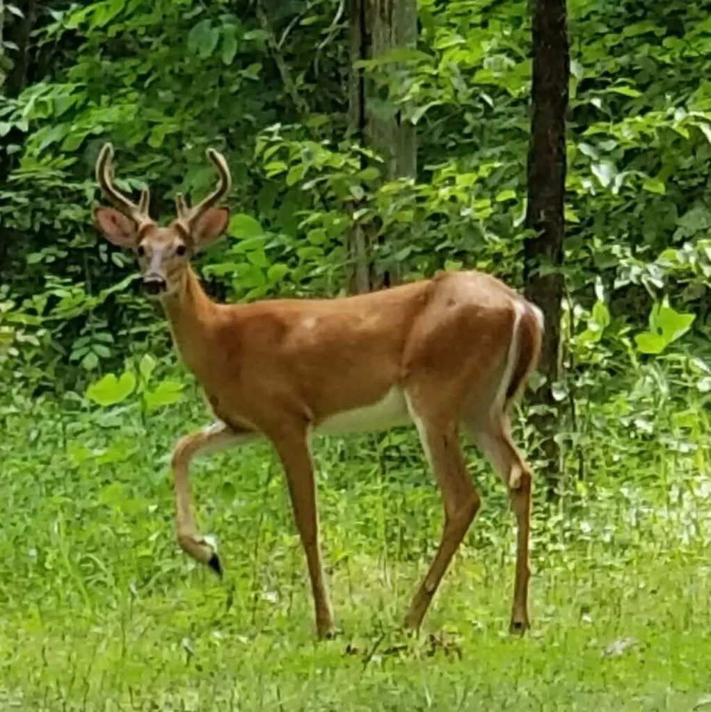 111 Natures Way Monticello KY 42633