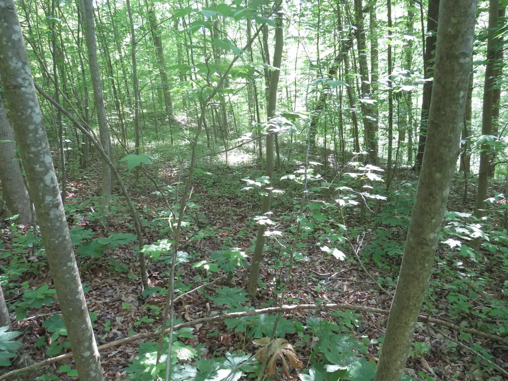 9999 Lots 225, 227, 228231 Stillwater Russell Springs KY 42642
