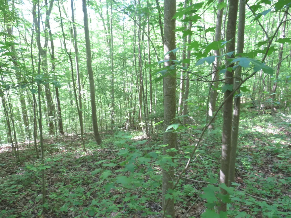 9999 Lots 225, 227, 228231 Stillwater Russell Springs KY 42642
