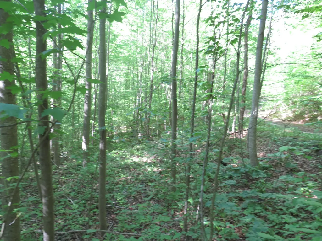 9999 Lots 225, 227, 228231 Stillwater Russell Springs KY 42642
