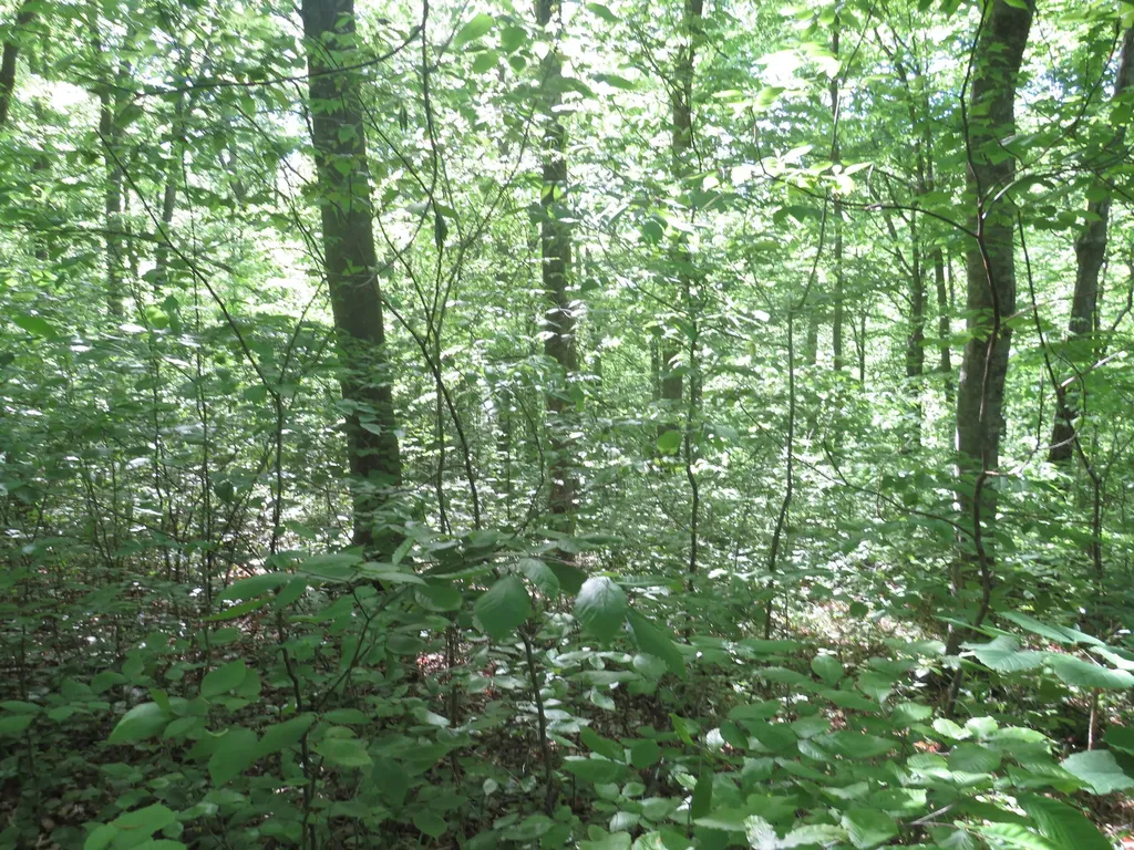 9999 Lots 225, 227, 228231 Stillwater Russell Springs KY 42642