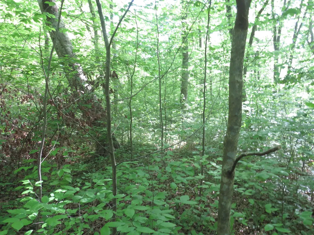 9999 Lots 225, 227, 228231 Stillwater Russell Springs KY 42642