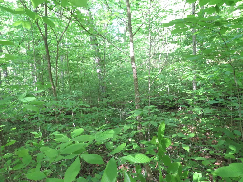 9999 Lots 225, 227, 228231 Stillwater Russell Springs KY 42642