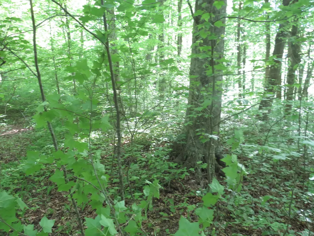9999 Lots 225, 227, 228231 Stillwater Russell Springs KY 42642