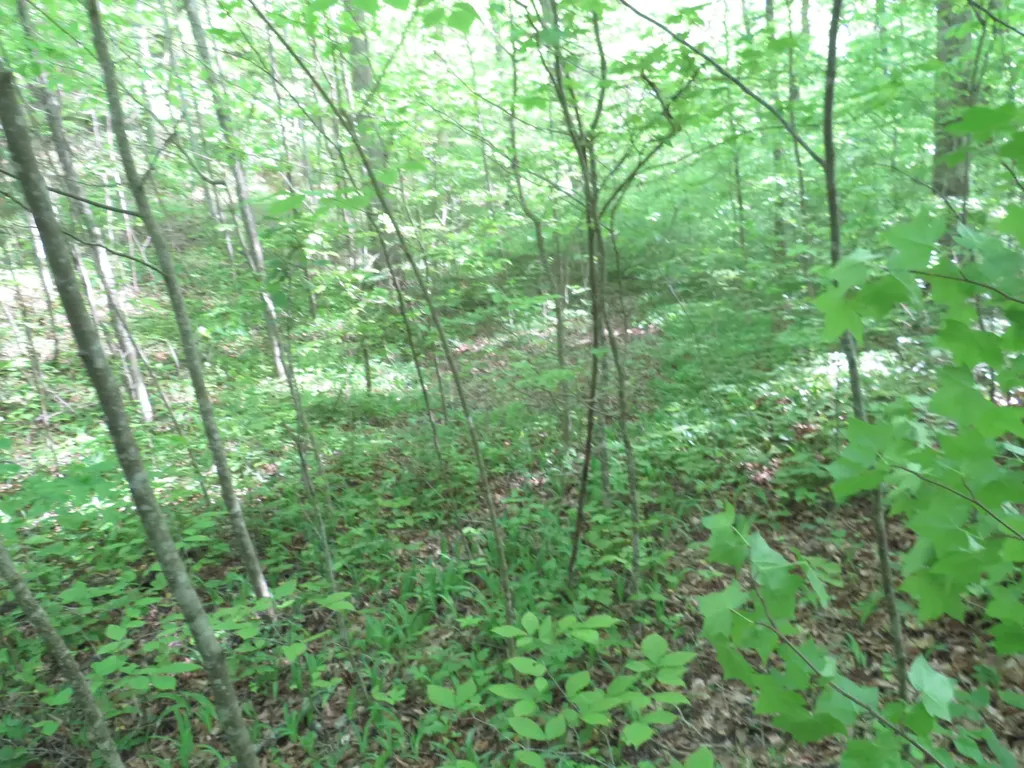 9999 Lots 225, 227, 228231 Stillwater Russell Springs KY 42642