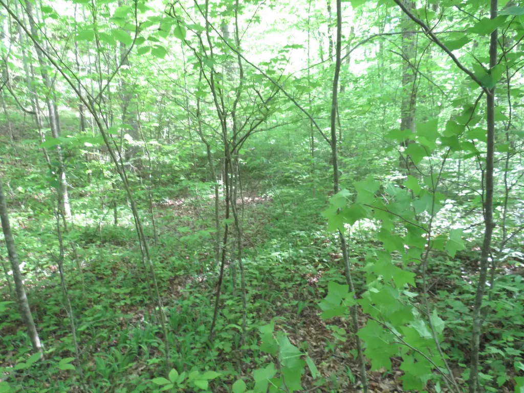 9999 Lots 225, 227, 228231 Stillwater Russell Springs KY 42642