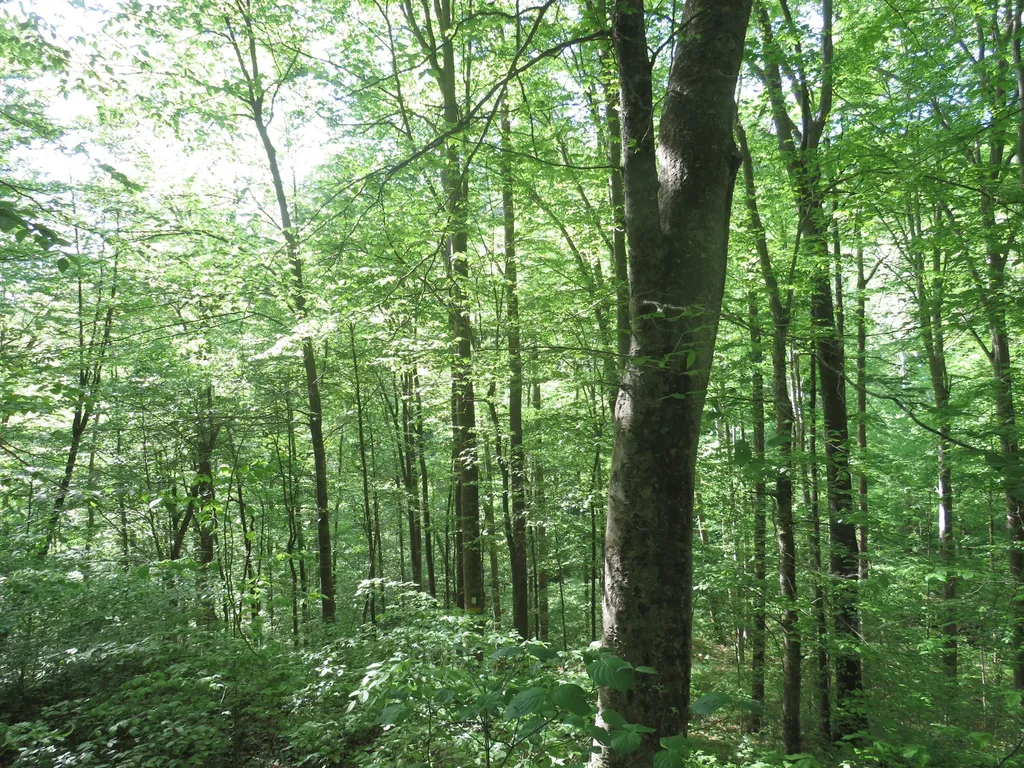 9999 Lots 225, 227, 228231 Stillwater Russell Springs KY 42642