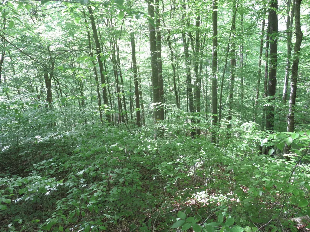 9999 Lots 225, 227, 228231 Stillwater Russell Springs KY 42642