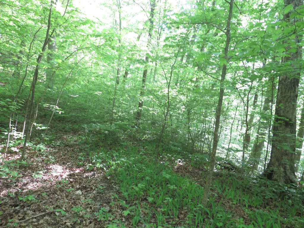 9999 Lots 225, 227, 228231 Stillwater Russell Springs KY 42642