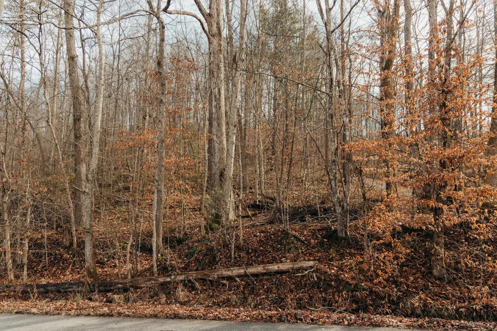 0 Tbd Whites Branch Road Wellington KY 40387